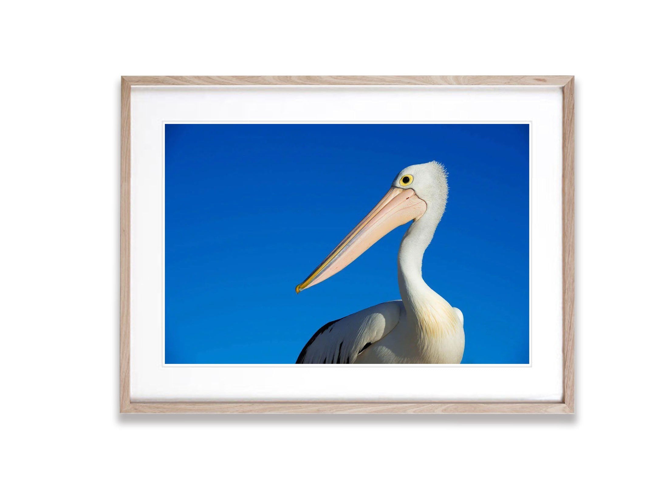 Pelican portrait