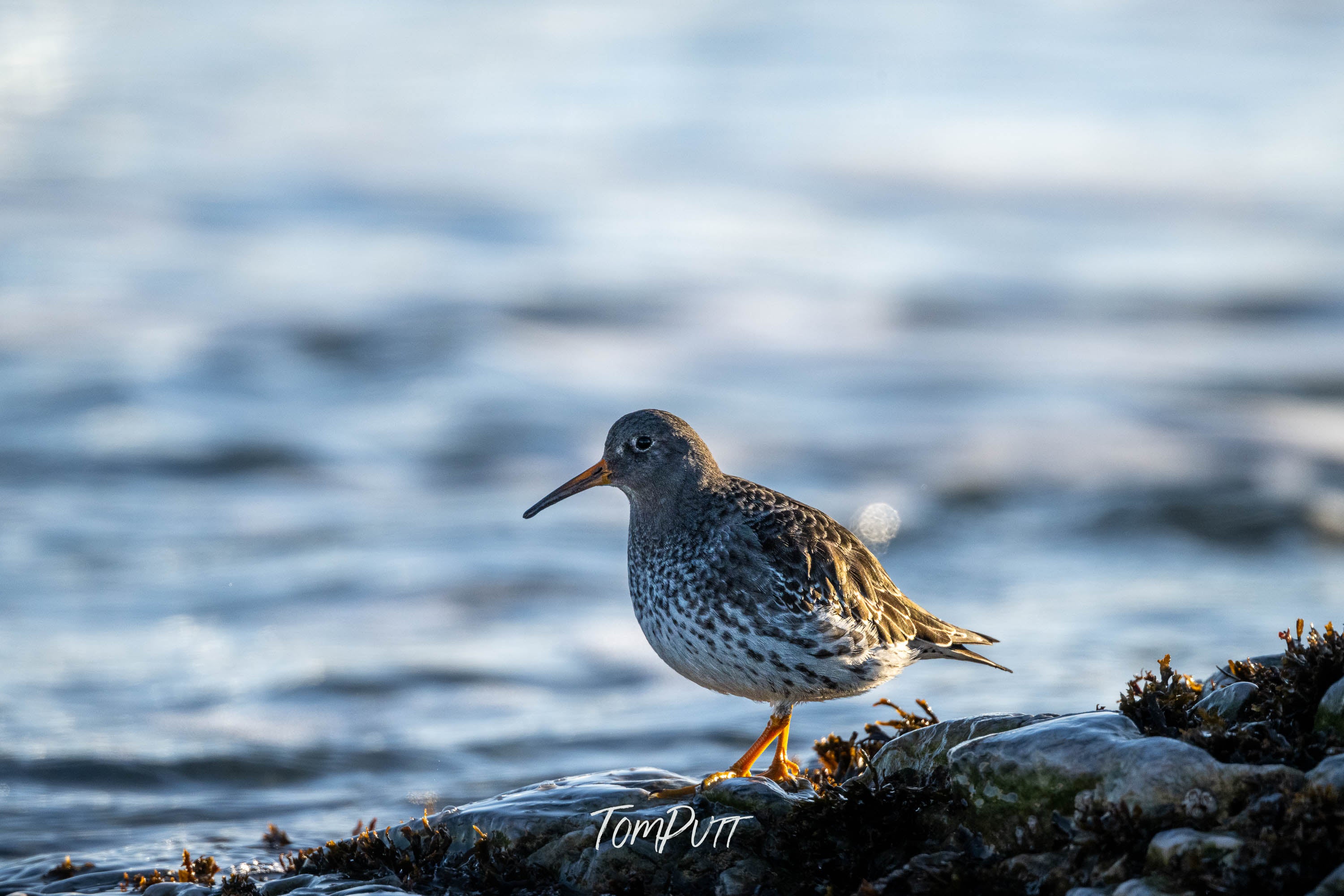 Purple Sandpiper Stroll, Svalbard