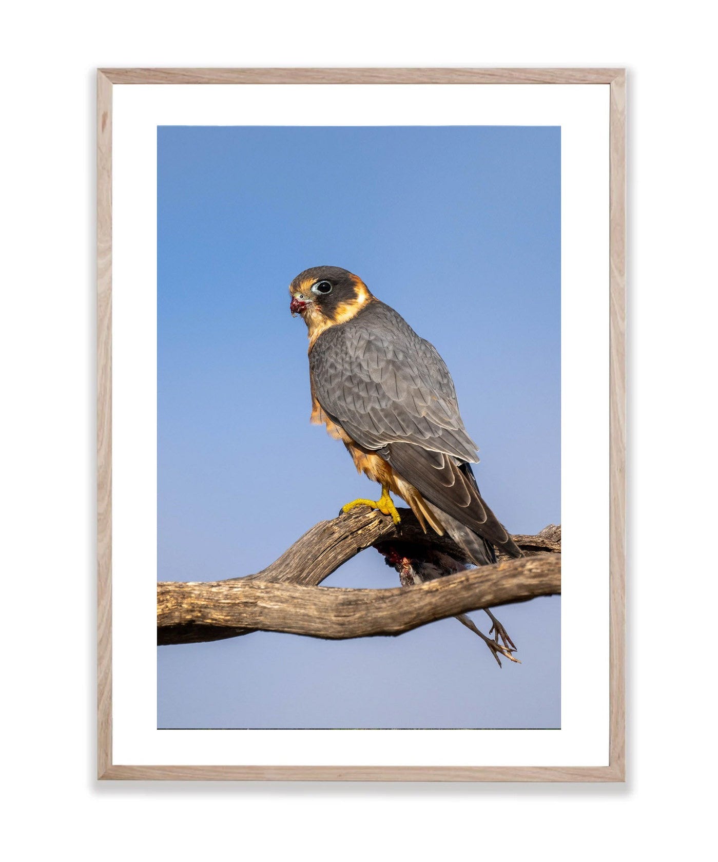 Australian Hobby, Sea Lake, Victoria