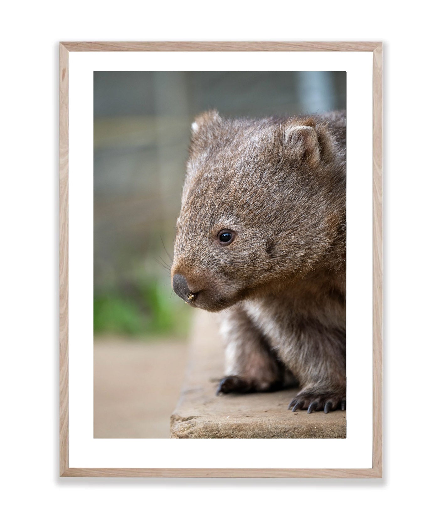 Wombat, Flinders Island, Tasmania