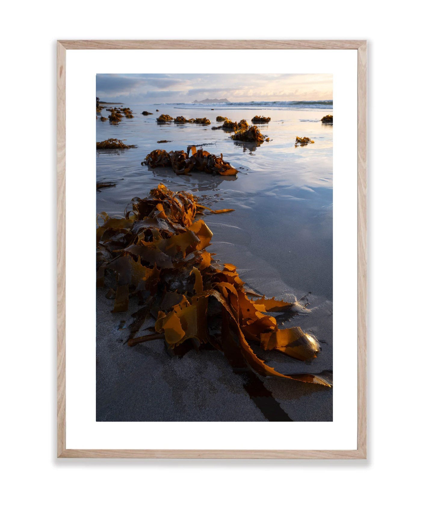 Seaweed, Flinders Island, Tasmania