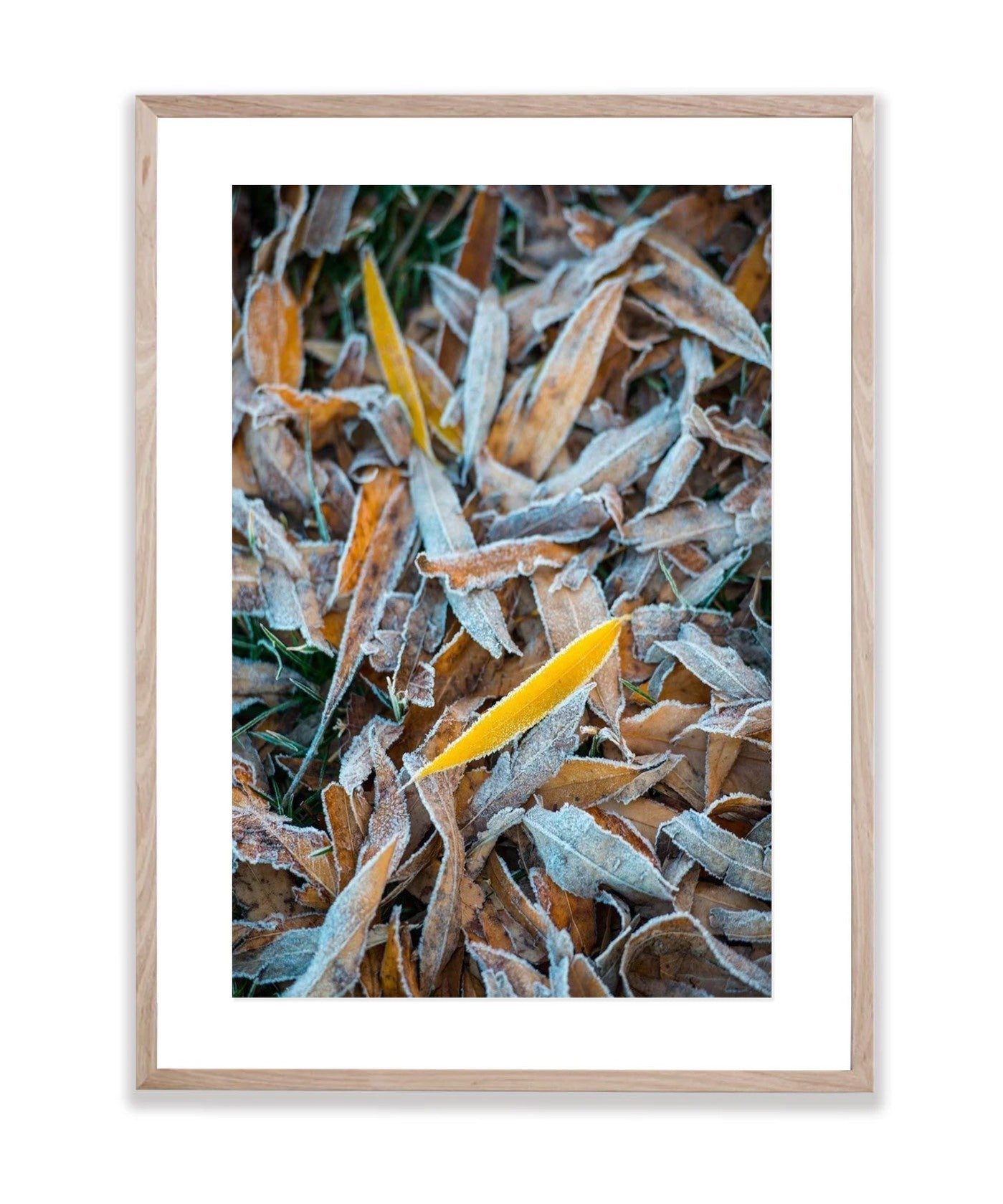 Frozen leaves - Lake Burley Griffin ACT