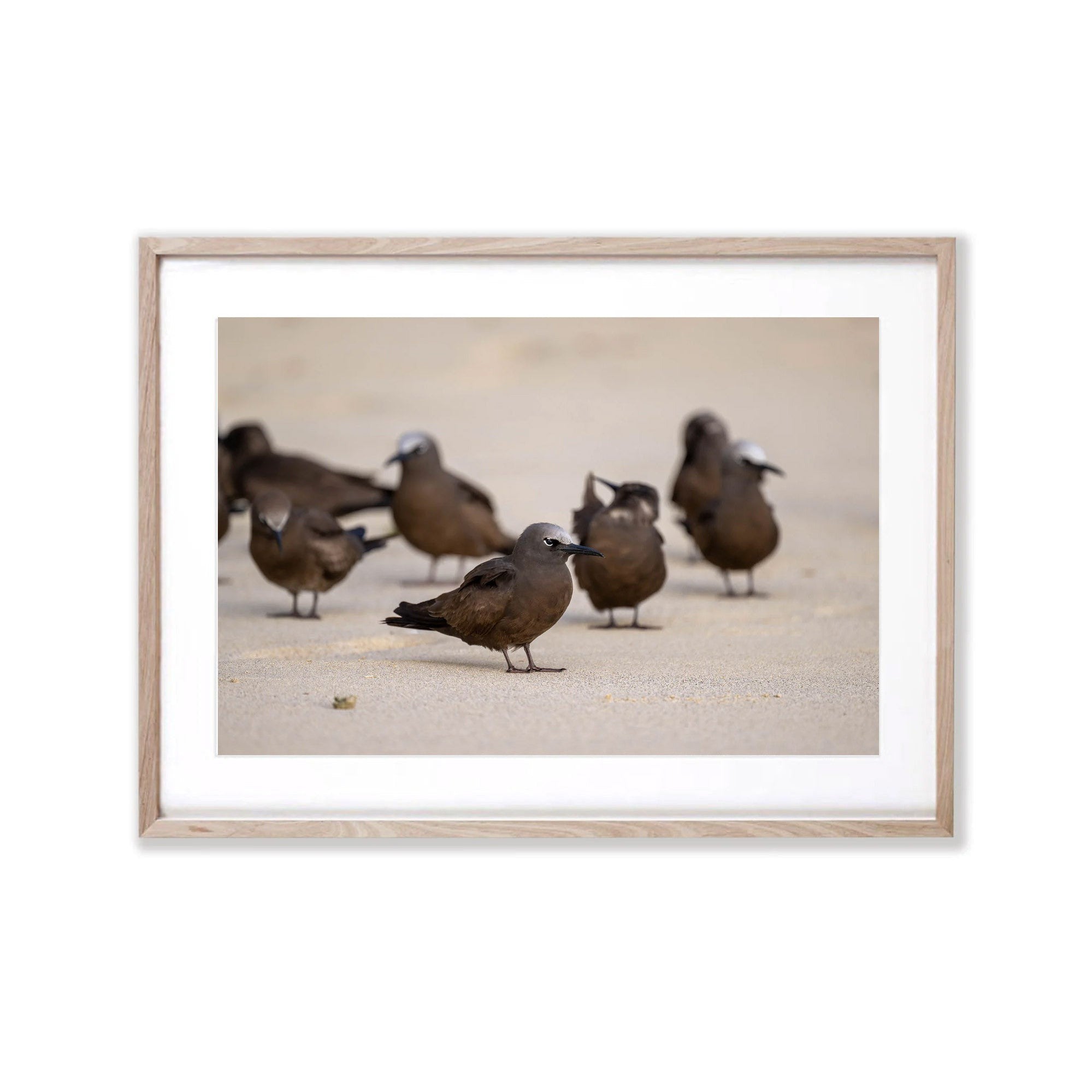 Brown Noddy, Lord Howe Island