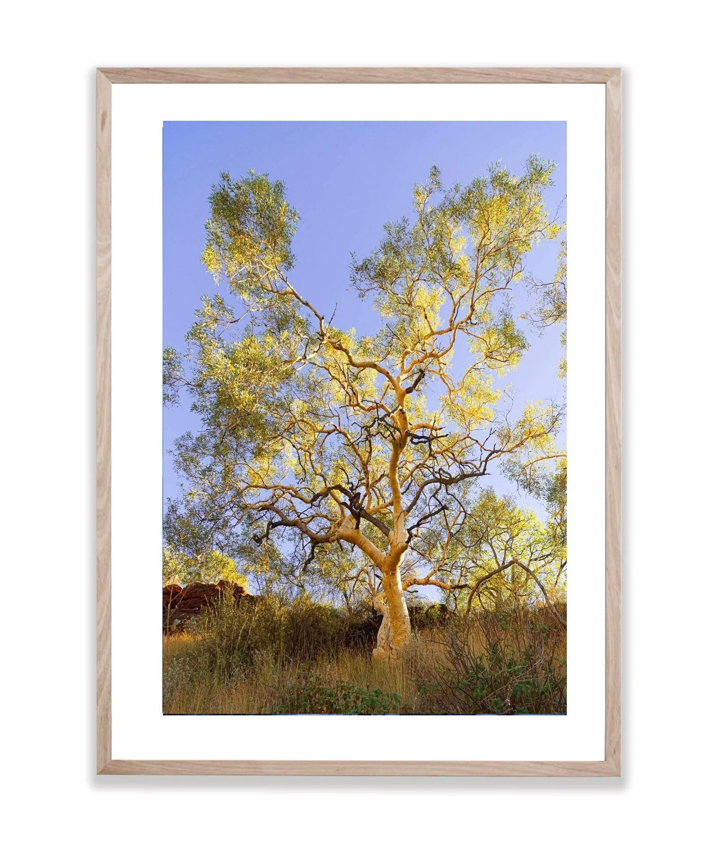 Snappy Gum Glow - Karijini, The Pilbara