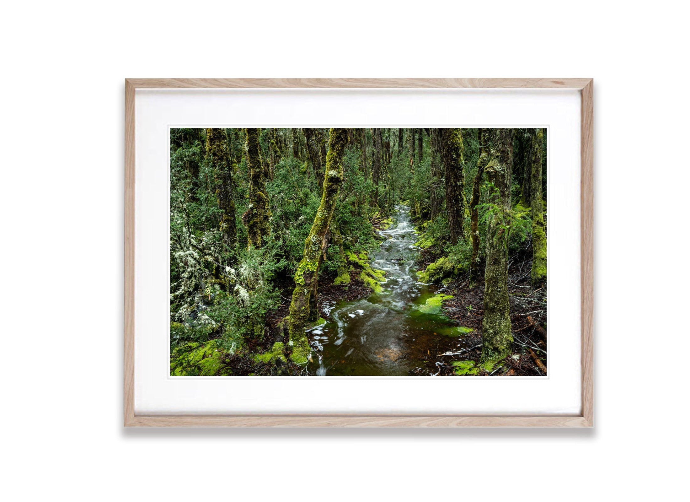 Rainforest Stream, Cradle Mountain, Tasmania