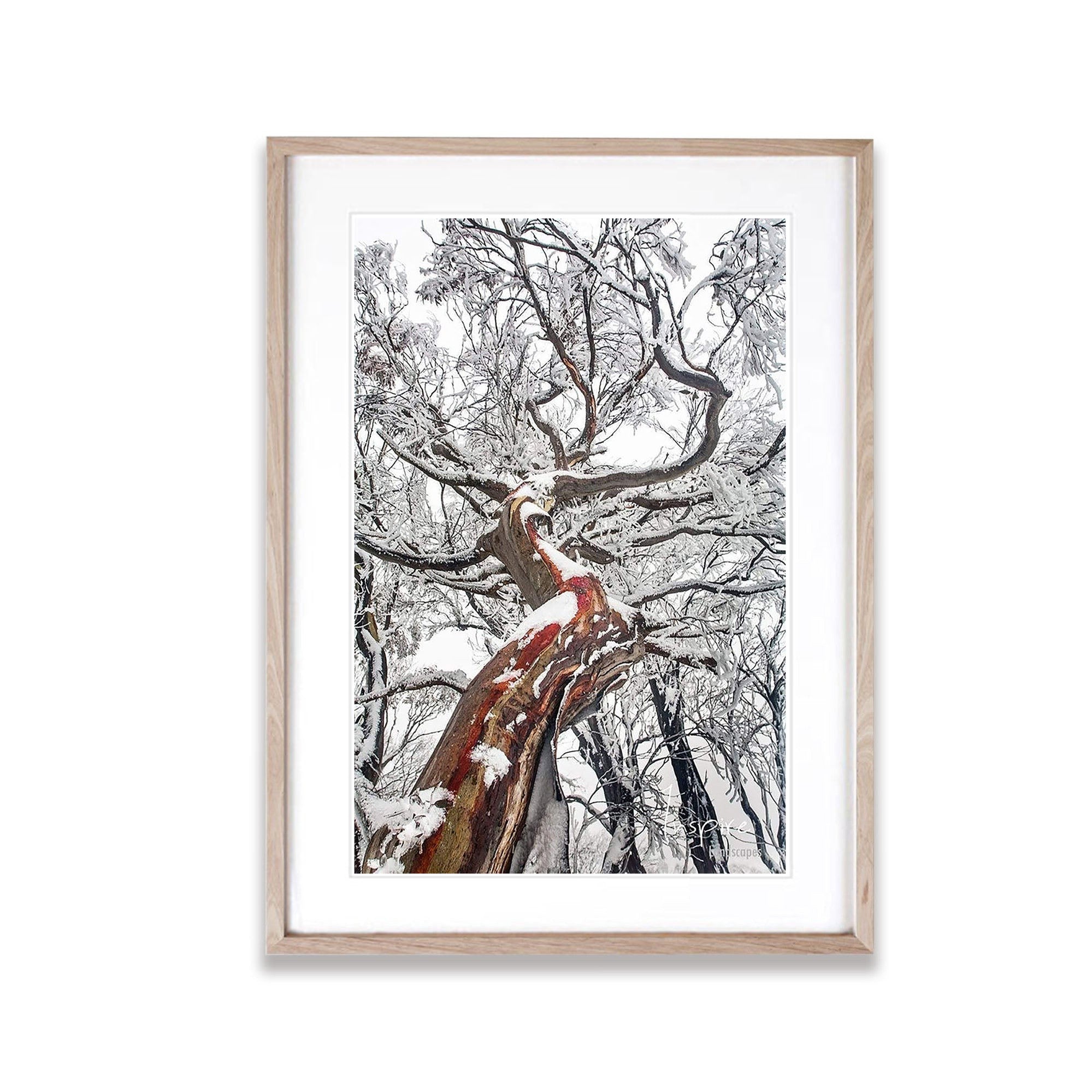 Reaching Up (Snow Gum), Mount Buller VIC