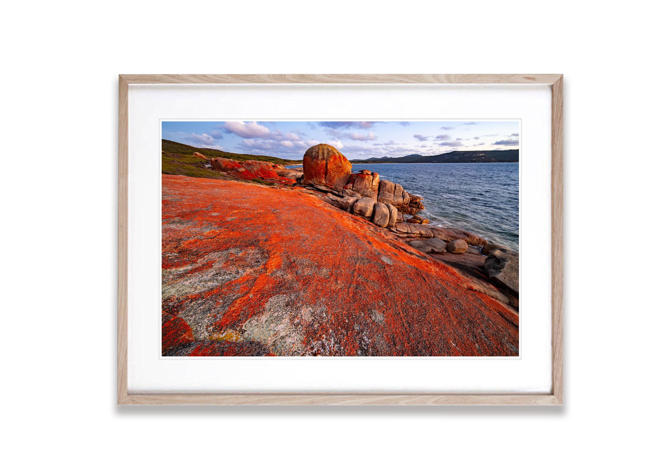 Red Lichen, Killicrankie, Flinders Island, Tasmania