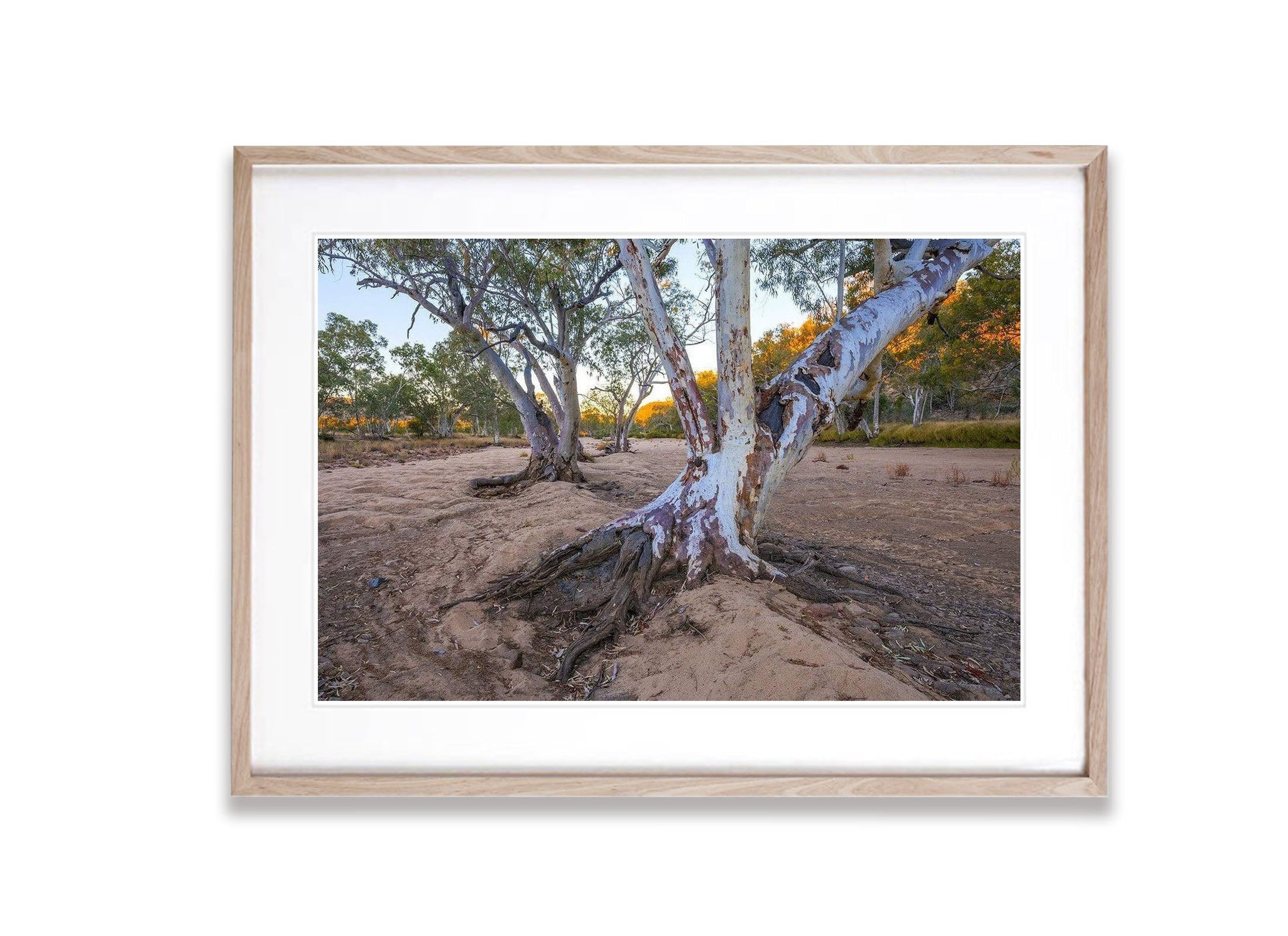 River Red Gums, Ormiston Gorge - West MacDonnell Ranges NT