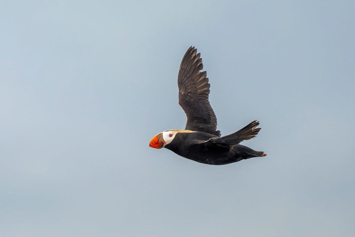 Blue Sky Flight: Tufted Puffin