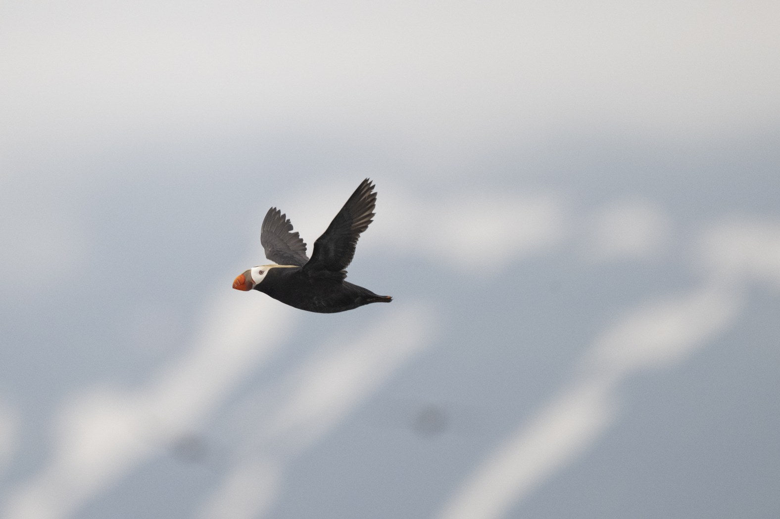 Long Journey: Tufted Puffin