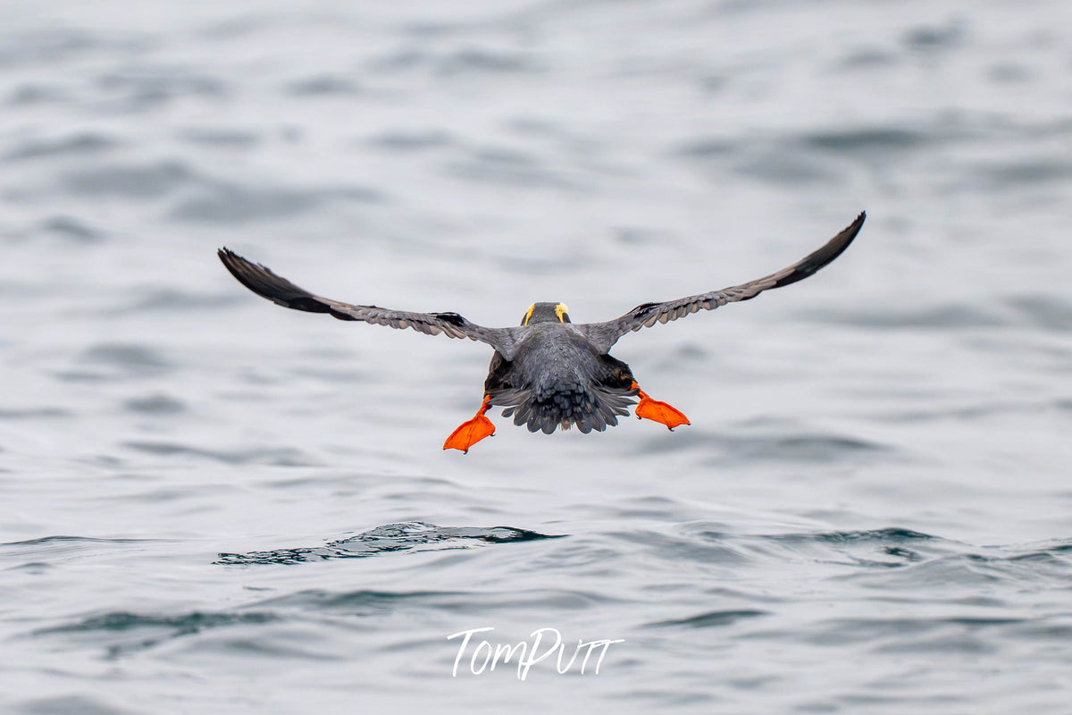 Wave Goodbye: Tufted Puffin