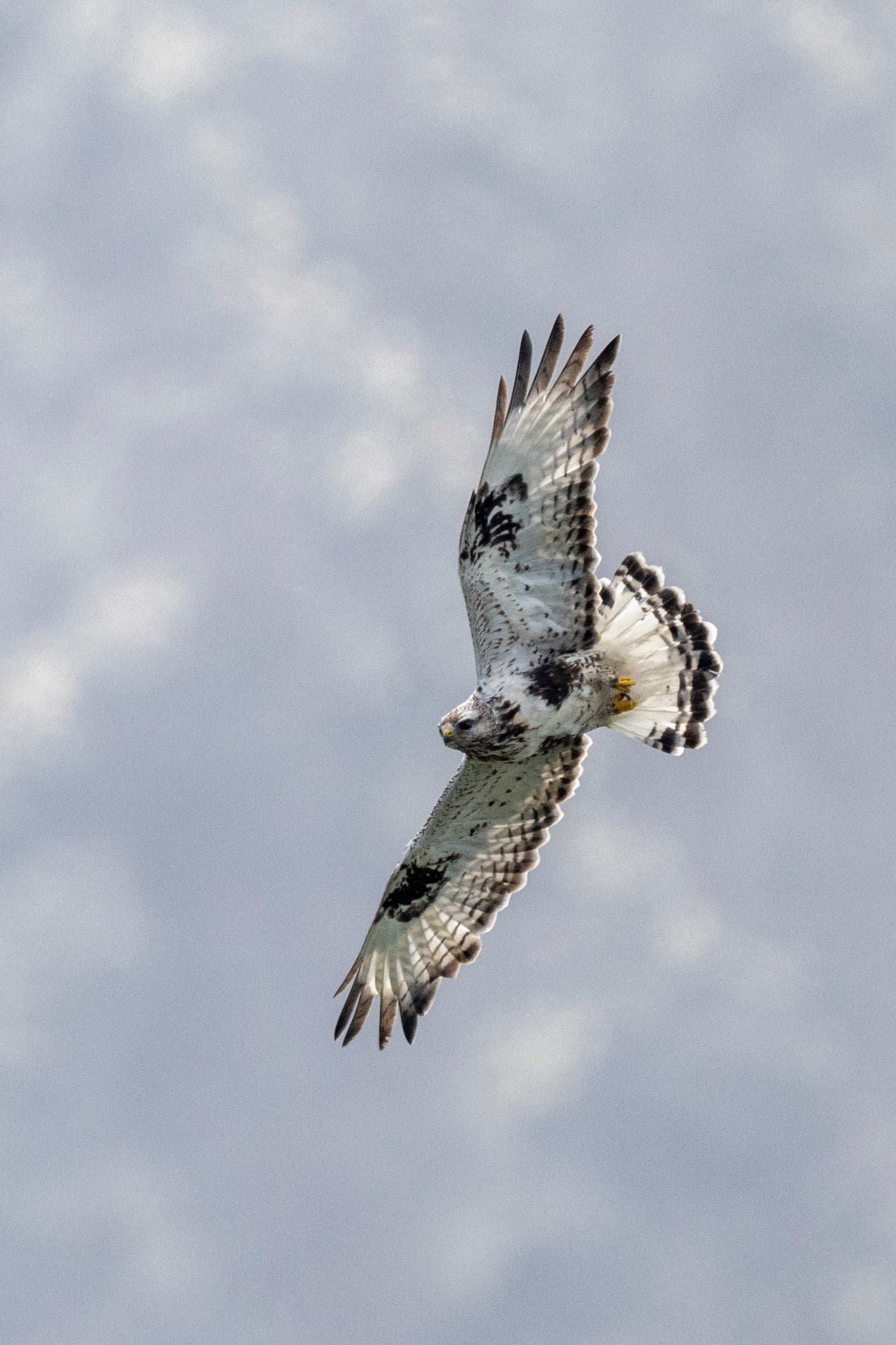 Wings Out. Rough-Legged Hawk