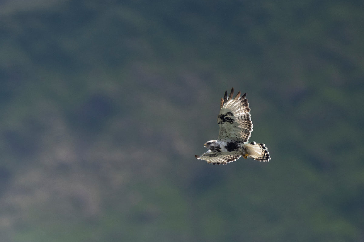 Quiet Approach. Rough-Legged Hawk