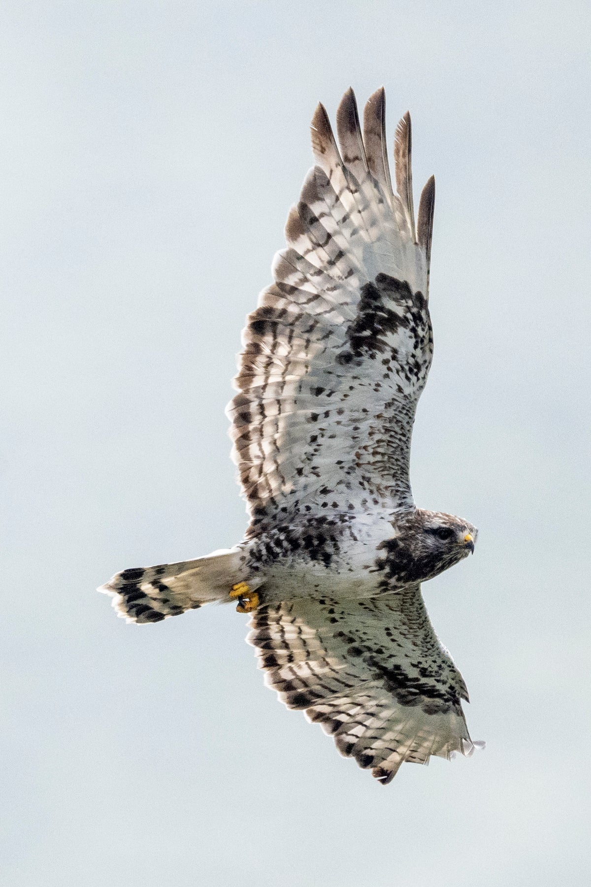 Steady Gaze. Rough-Legged Hawk
