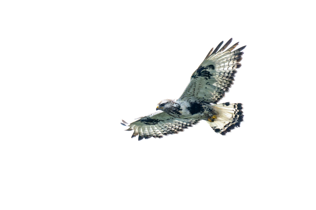 Soaring. Rough-Legged Hawk
