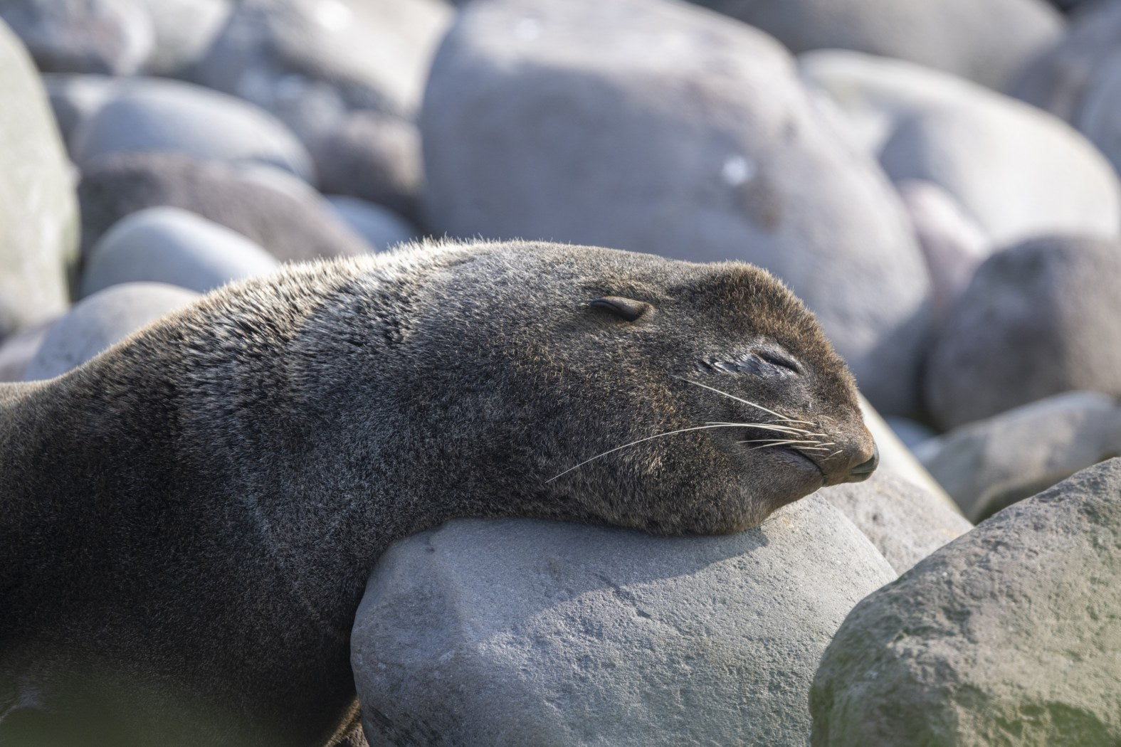 Stone Pillow: Sea Lion