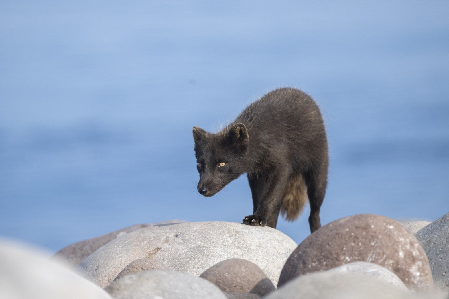 Watching and Waiting: Arctic Fox