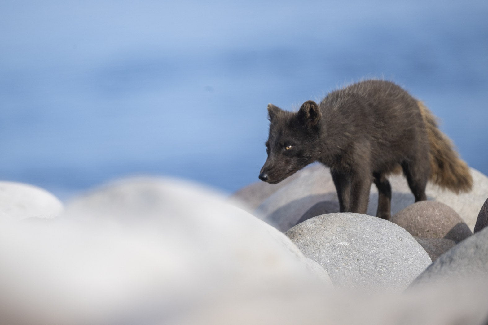 Rocky Walk: Arctic Fox