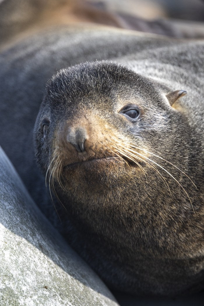 Resting Sea Lion