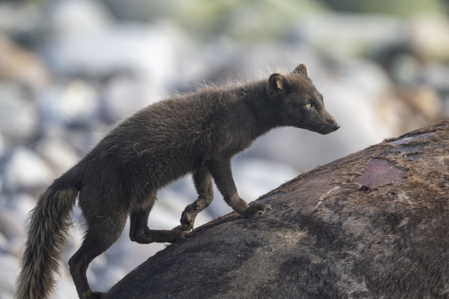Cunning Ascent: Arctic Fox
