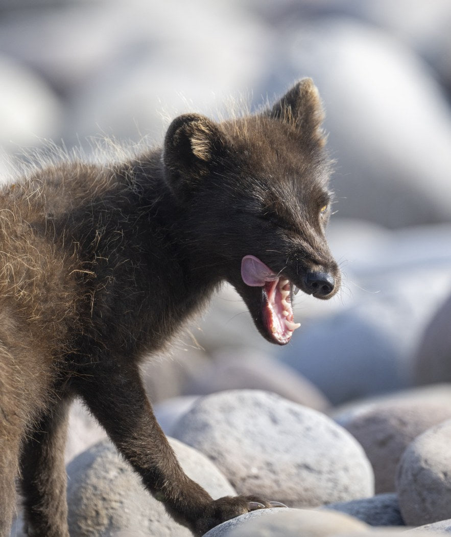 Anticipation: Artic Fox