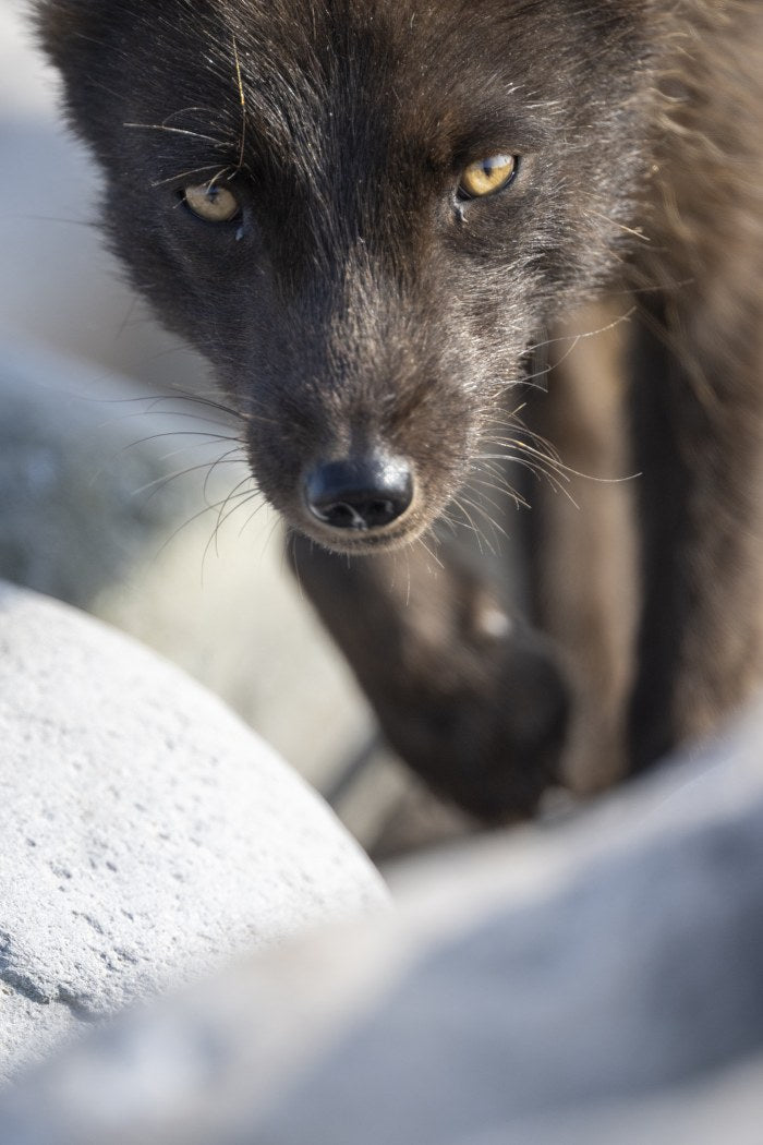 Portrait of an Arctic Fox