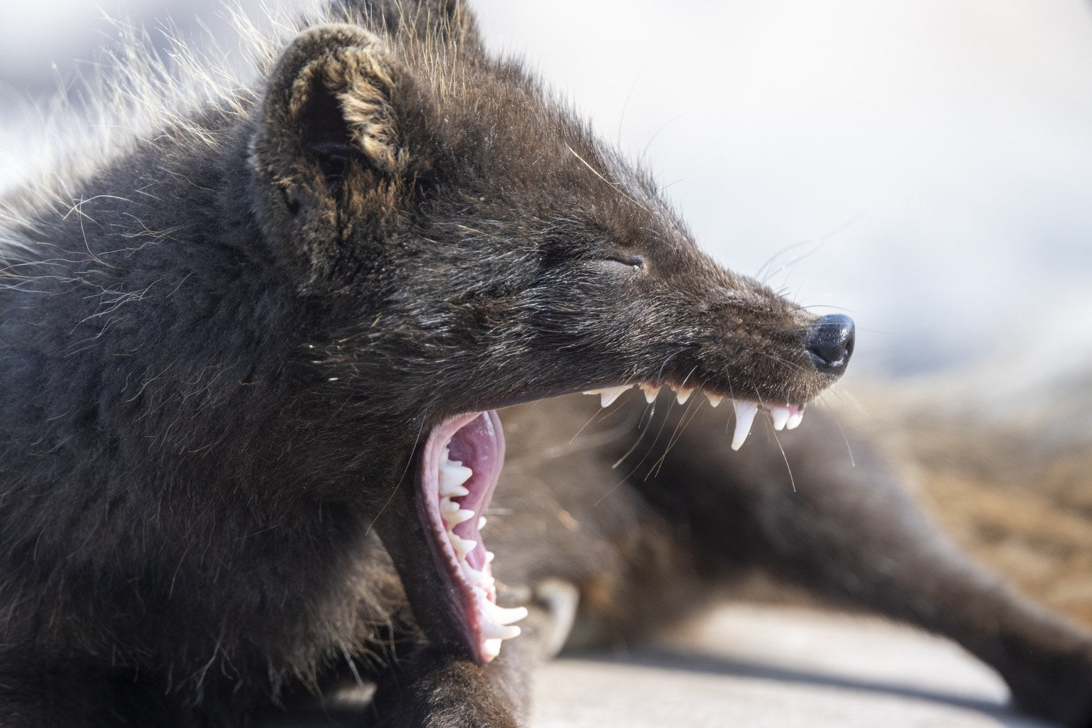 Wild and Fierce: Arctic Fox