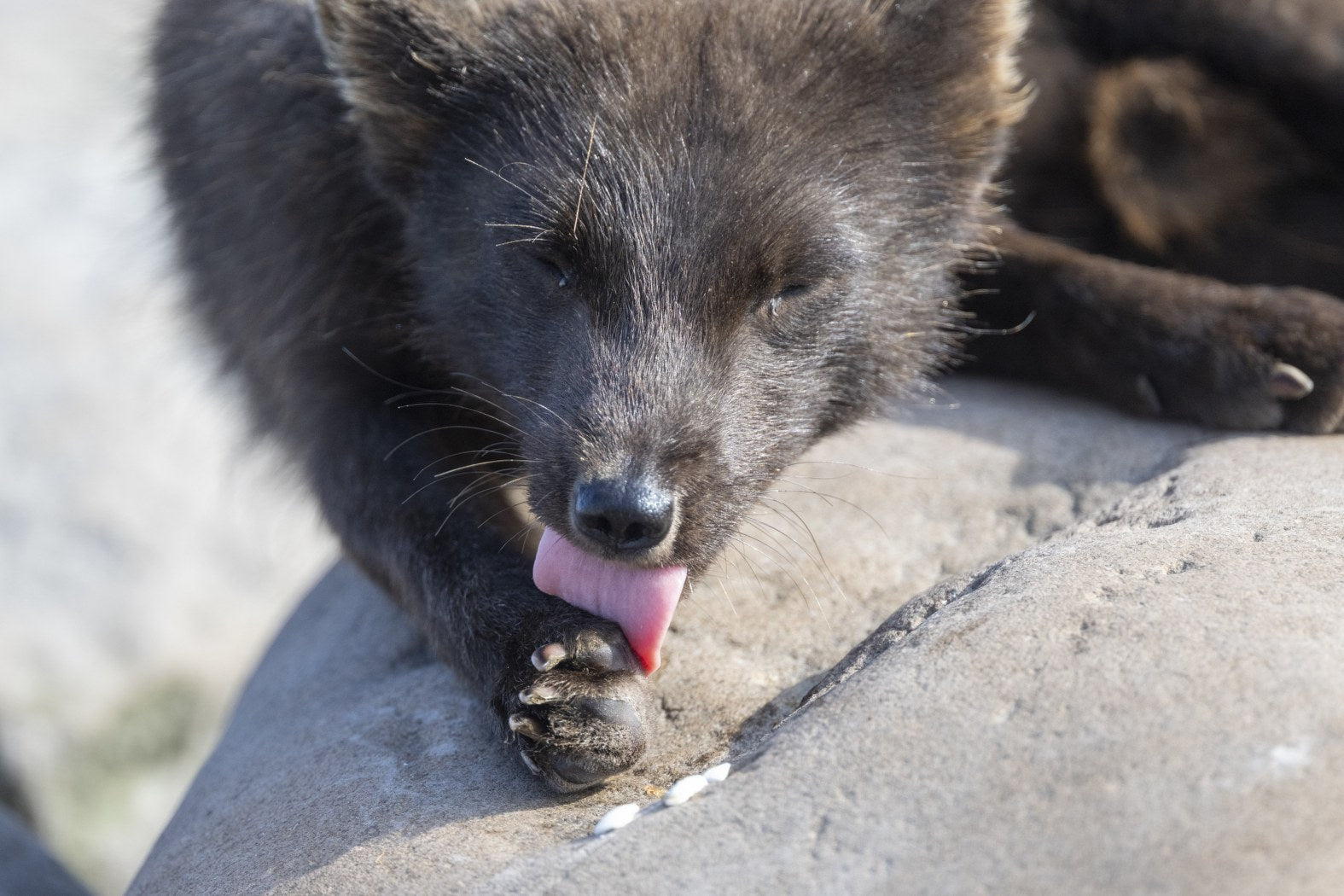 A Gentle Moment: Arctic Fox