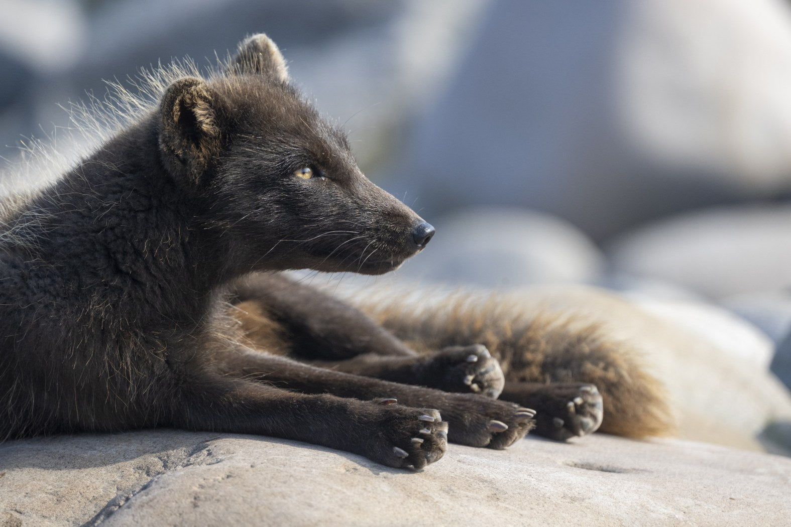 A Quiet Morning: Arctic Fox