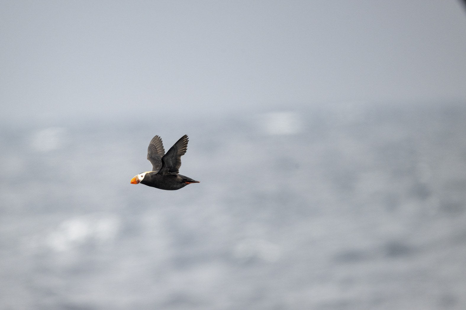 Arctic Flight: Tufted Puffin