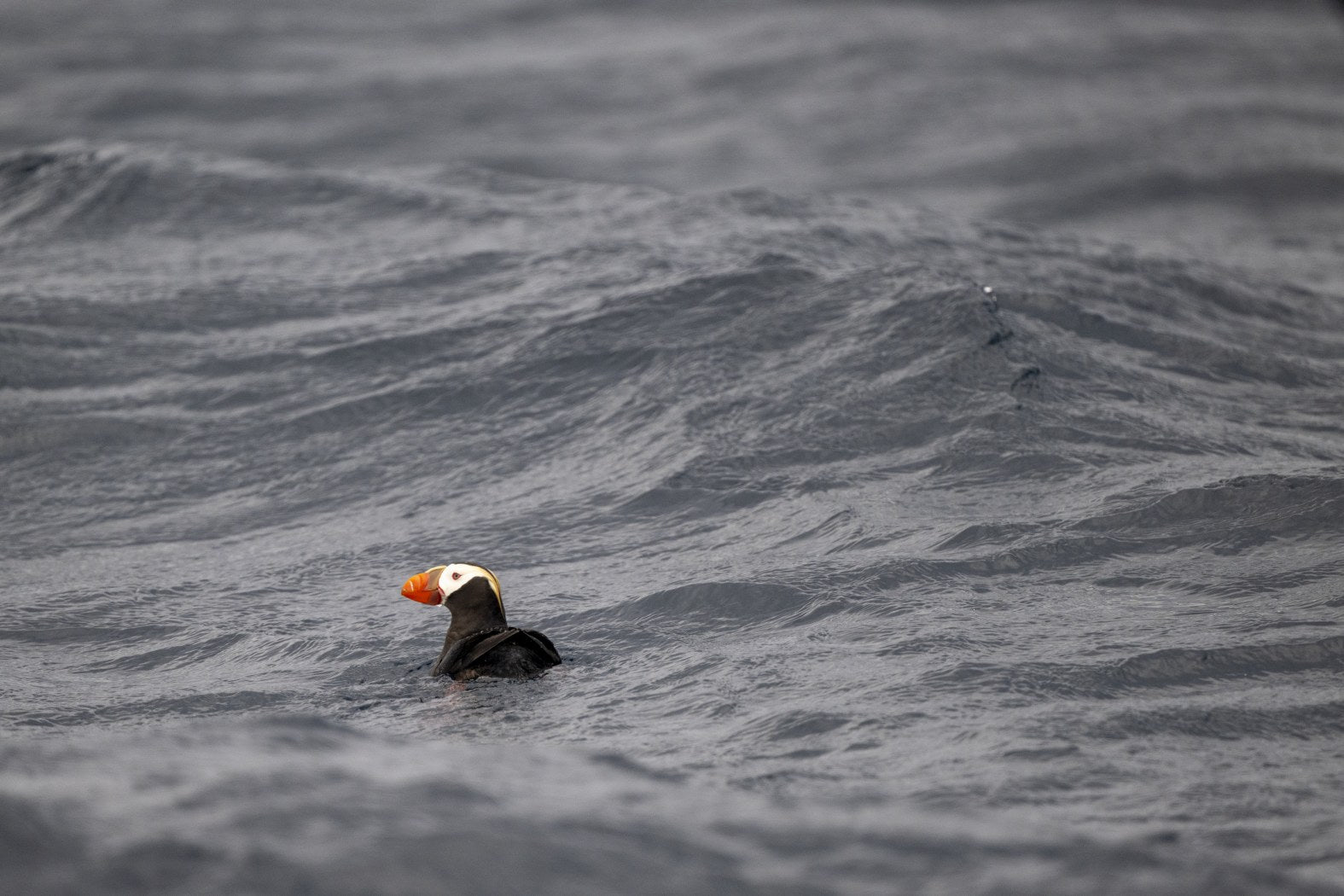 Paddling: Tufted Puffin