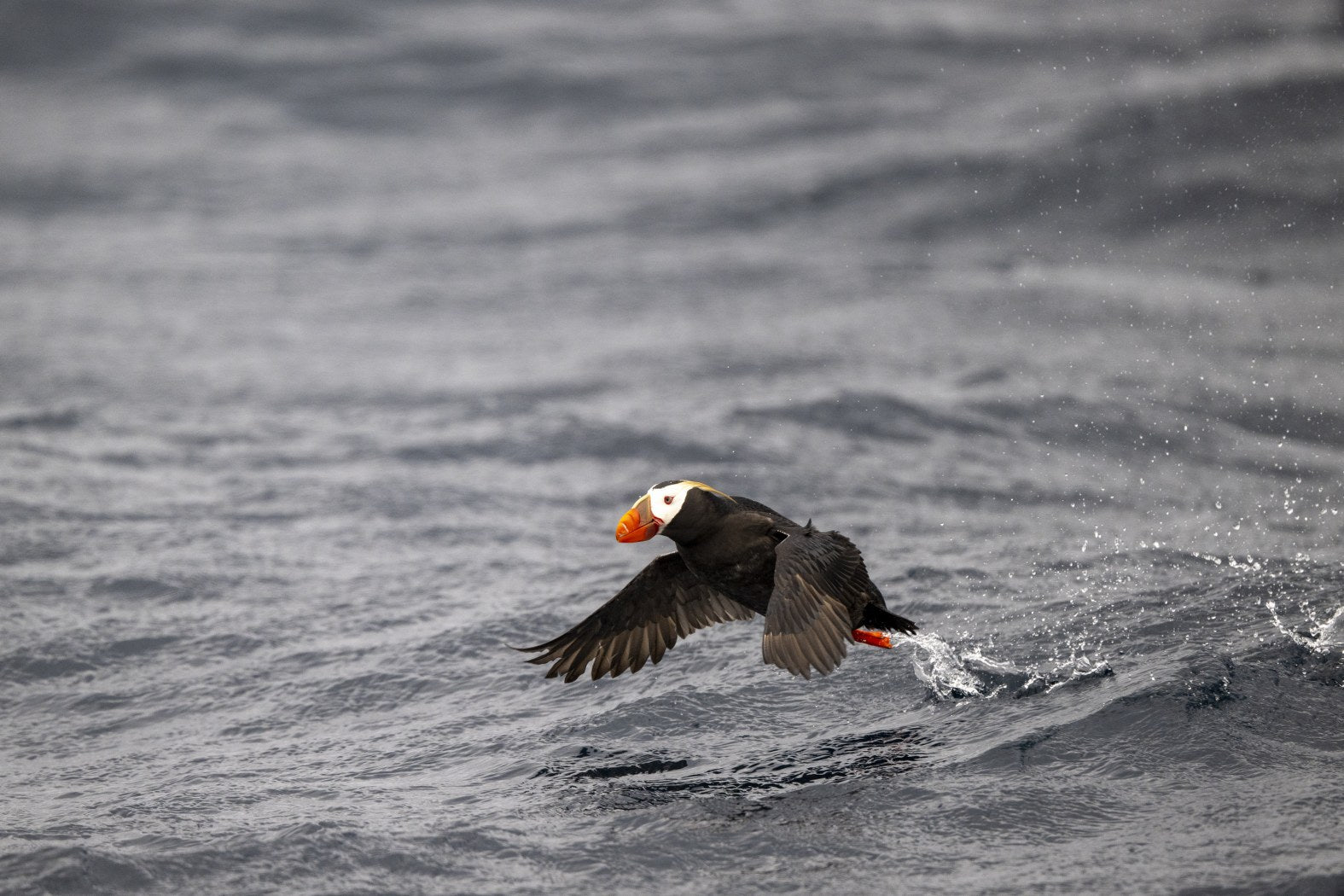 Water Launch: Tufted Puffin