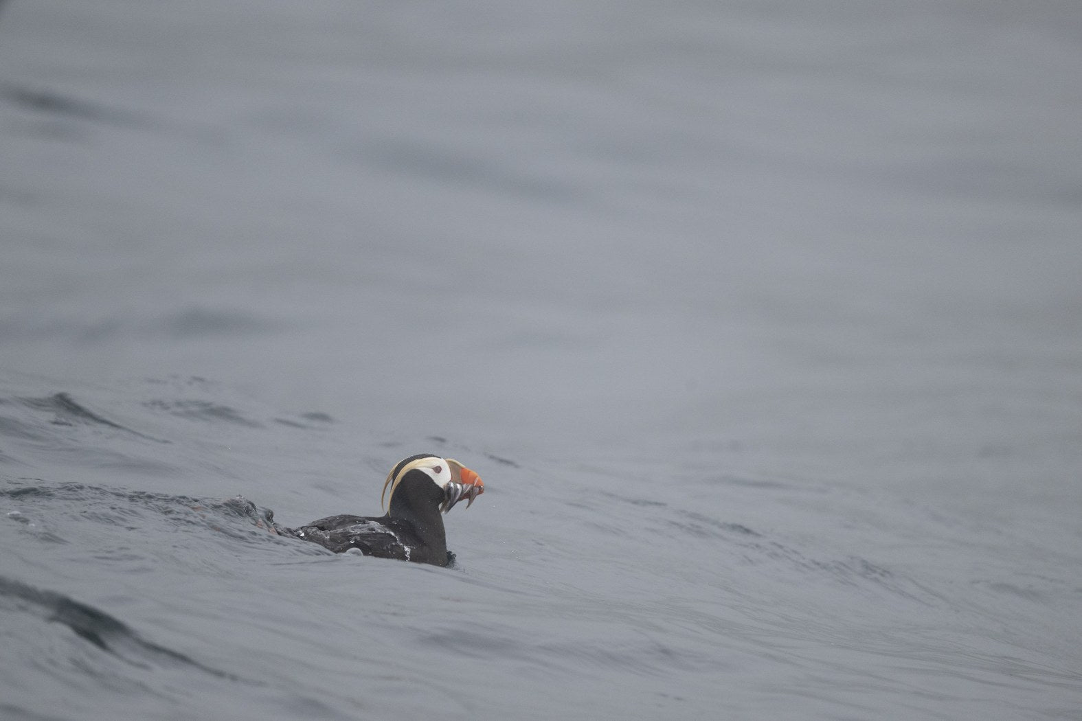 The Catch: Tufted Puffin