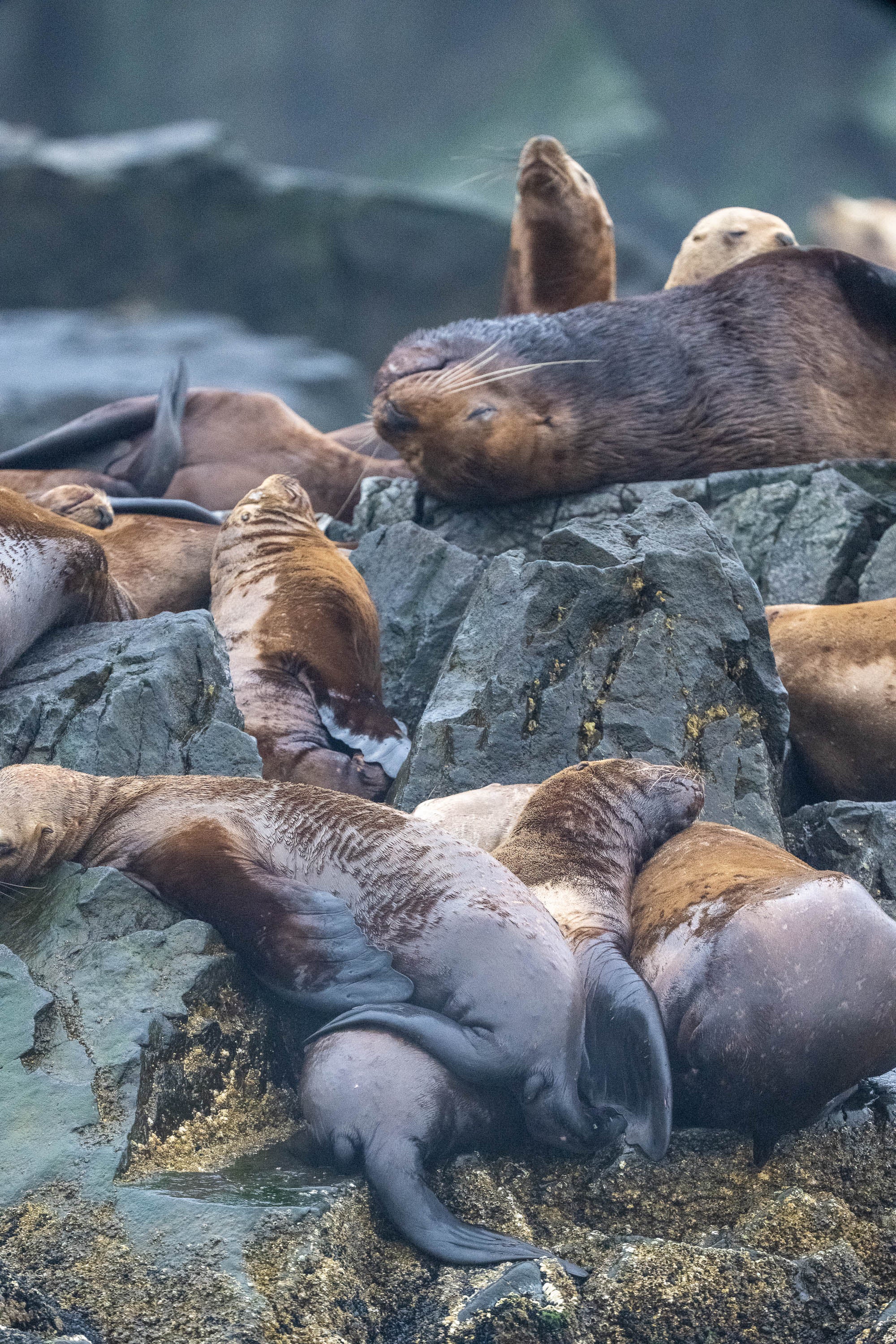 Sleepover: Sea Lion