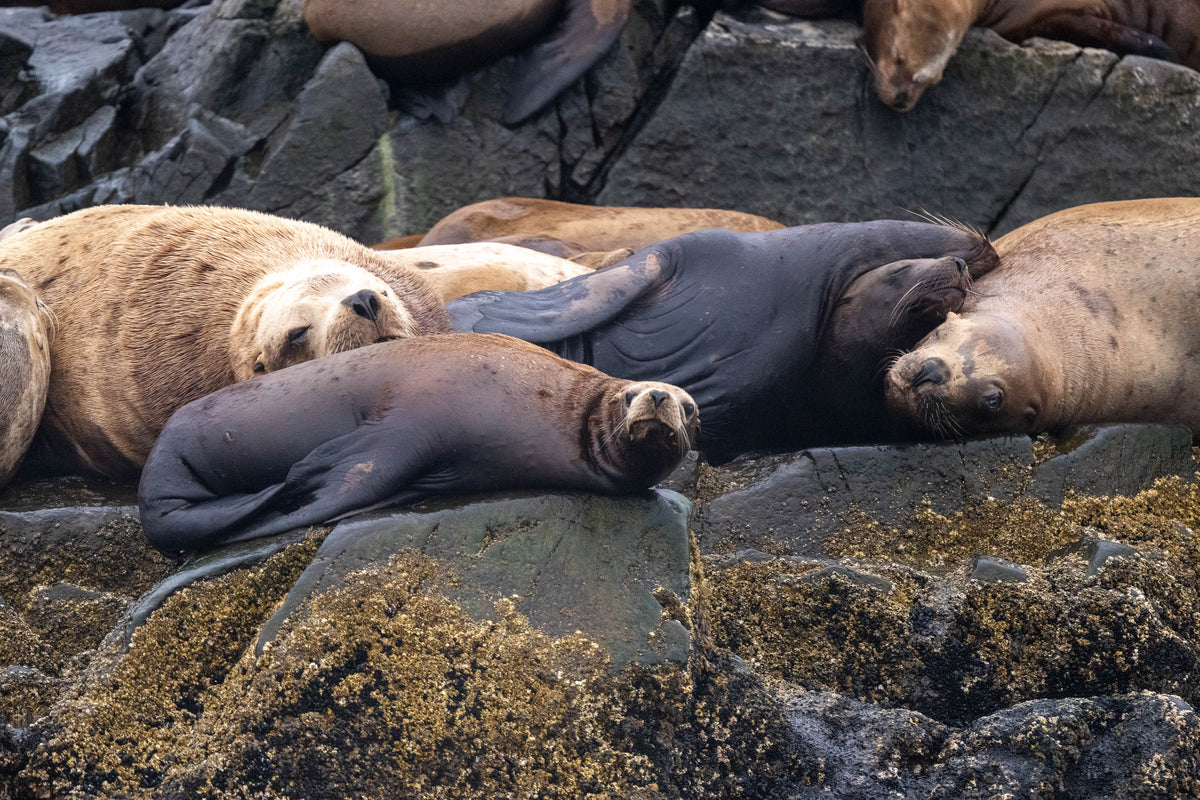 Saltwater Siesta: Sea Lion