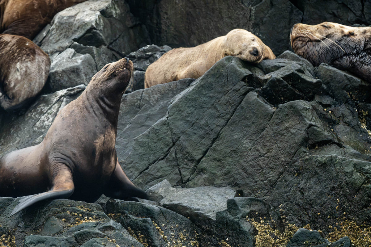 Hard Bed: Sea Lion