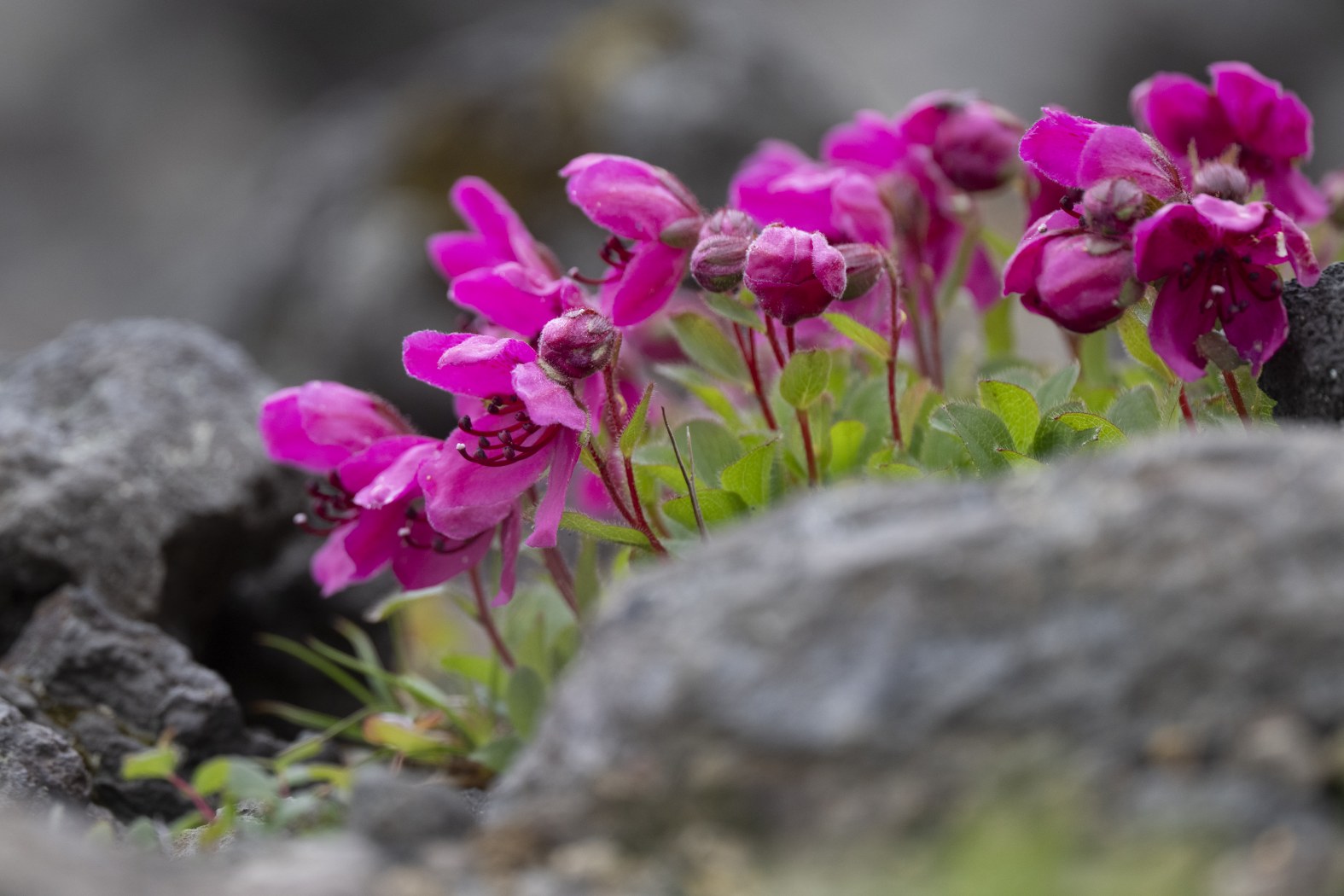 Magenta Resilience
