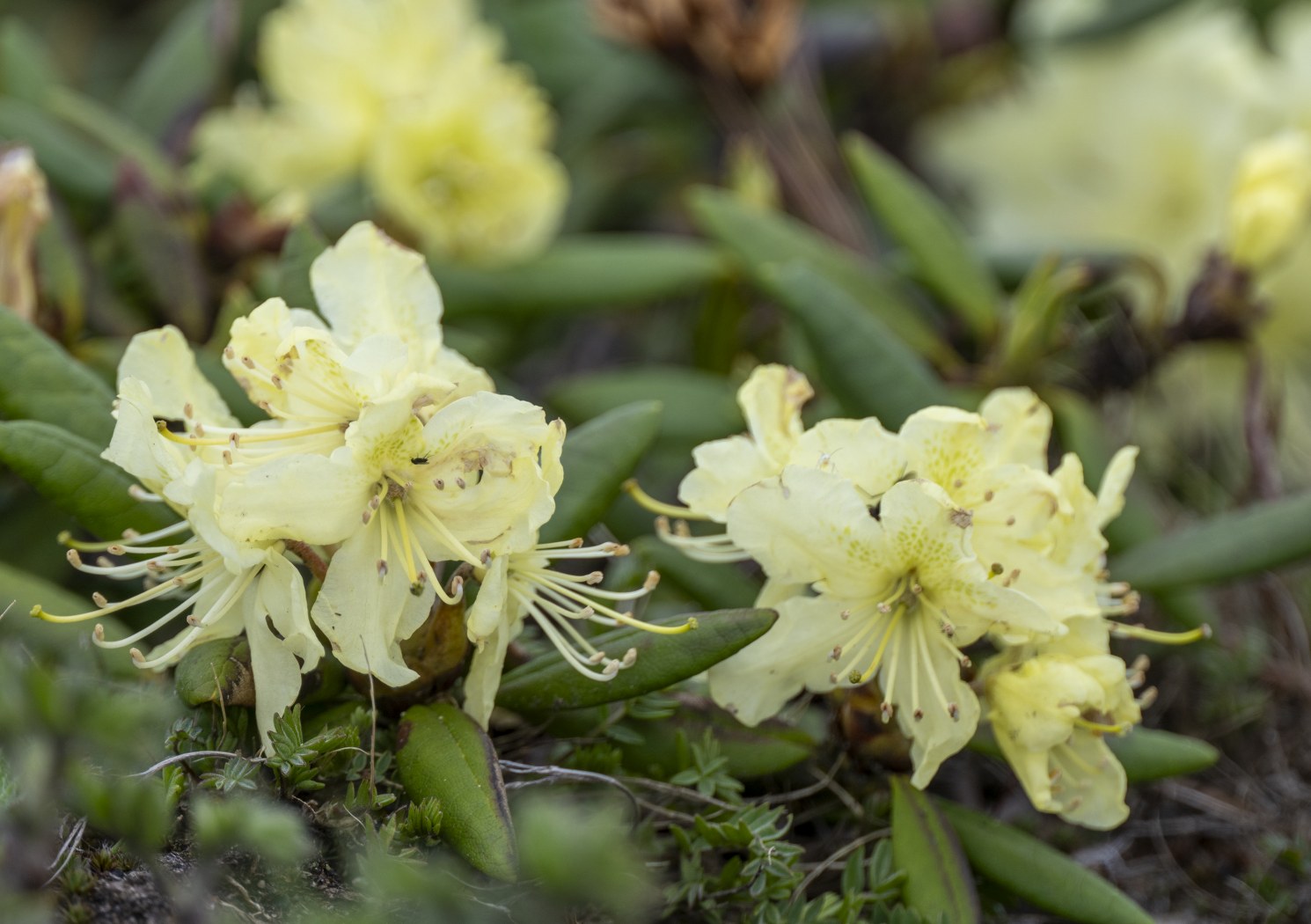 Whispering Yellow