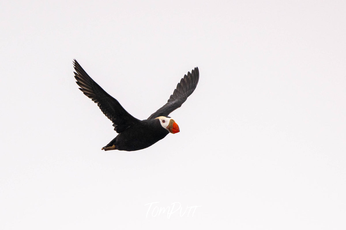 Happy Flyer: Tufted Puffin