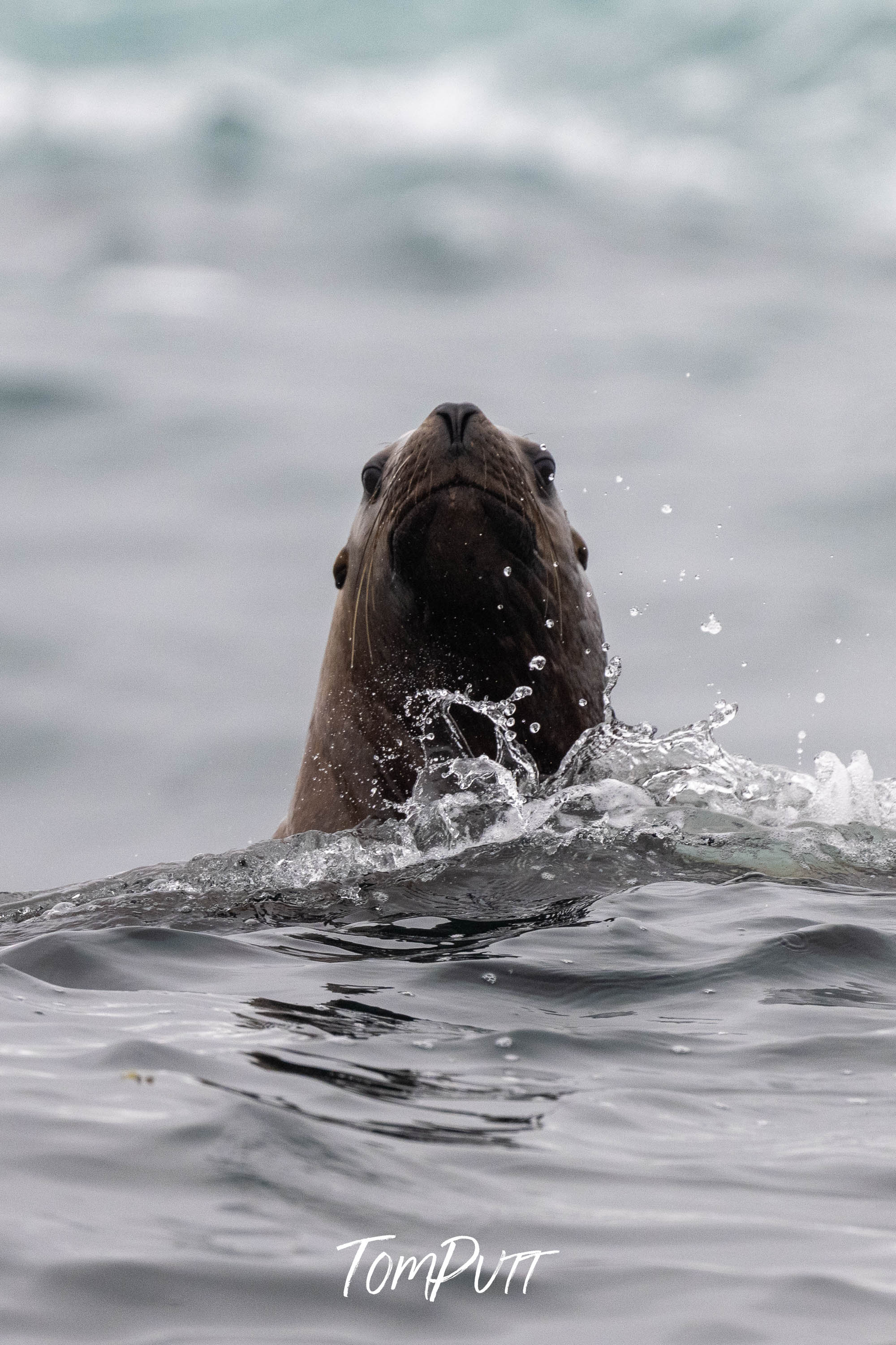 Curious Rising: Sea Lion