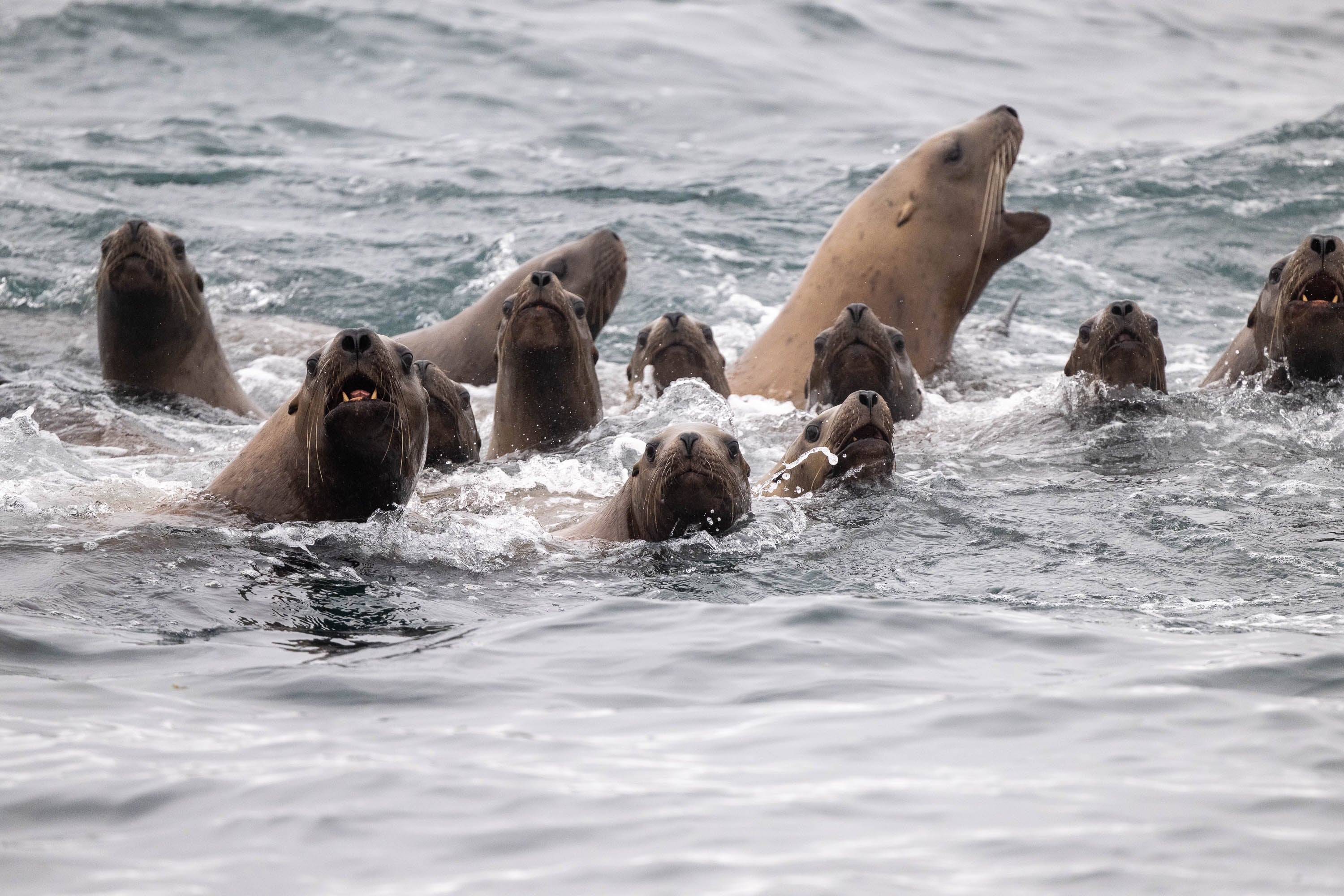 Coaching the Team: Sea Lions