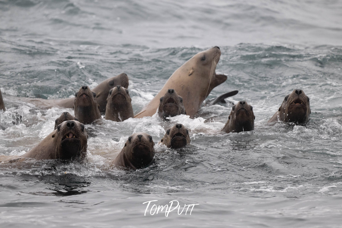 Divided Attention: Sea Lions