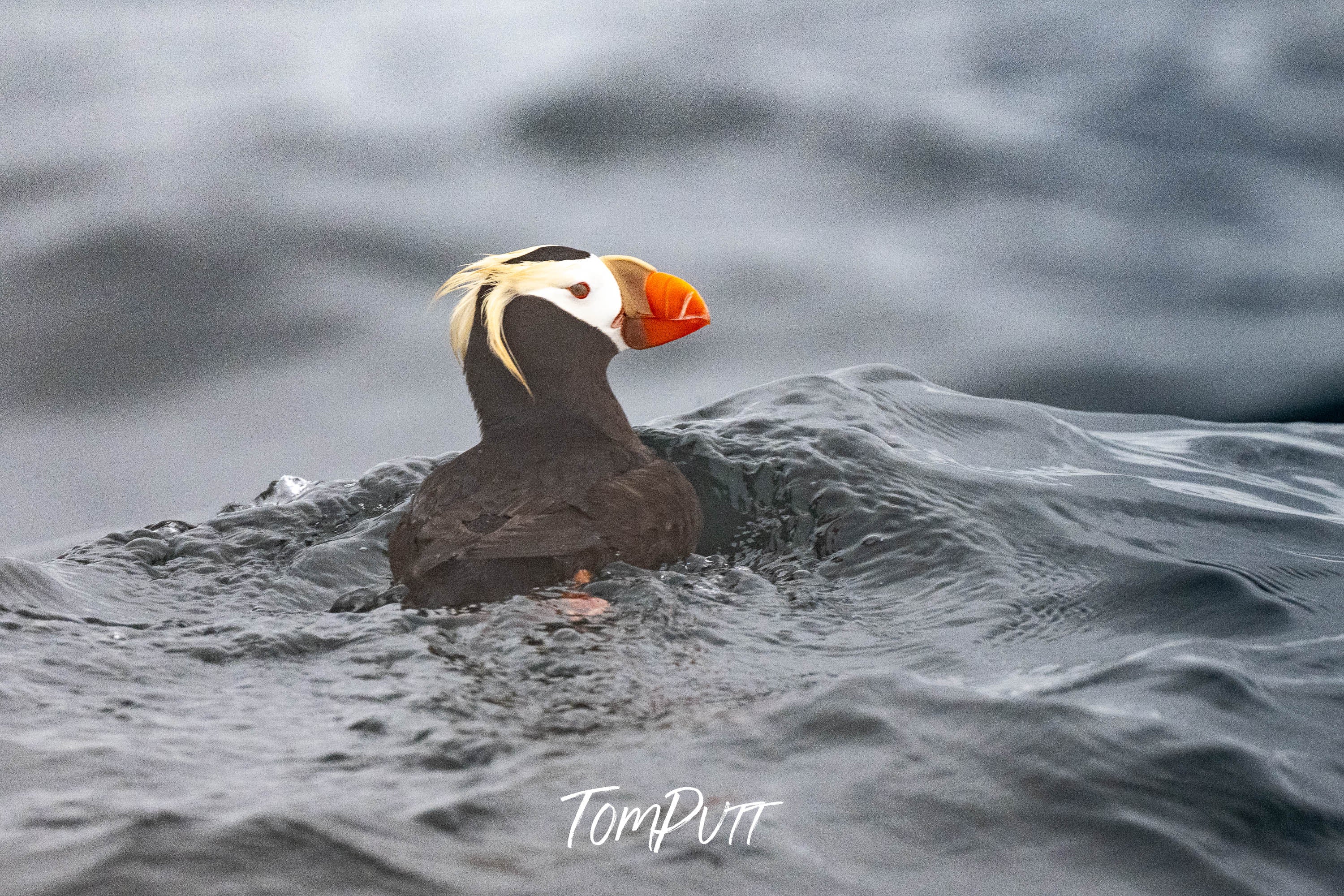 A Quiet Moment: Tufted Puffin