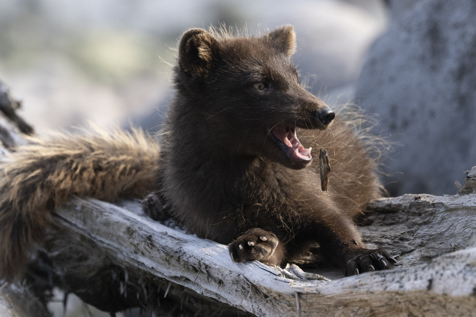 Snarl: Arctic Fox