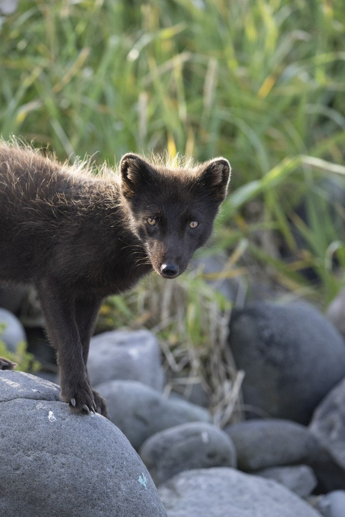 Peeking: Arctic Fox