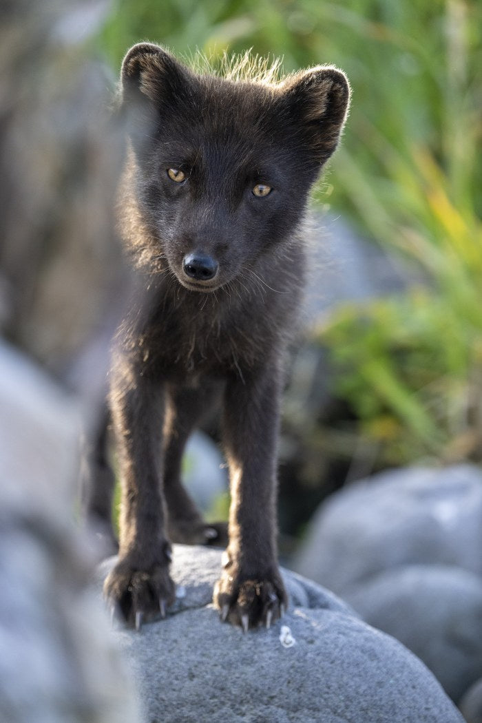 Arctic Fox Pup