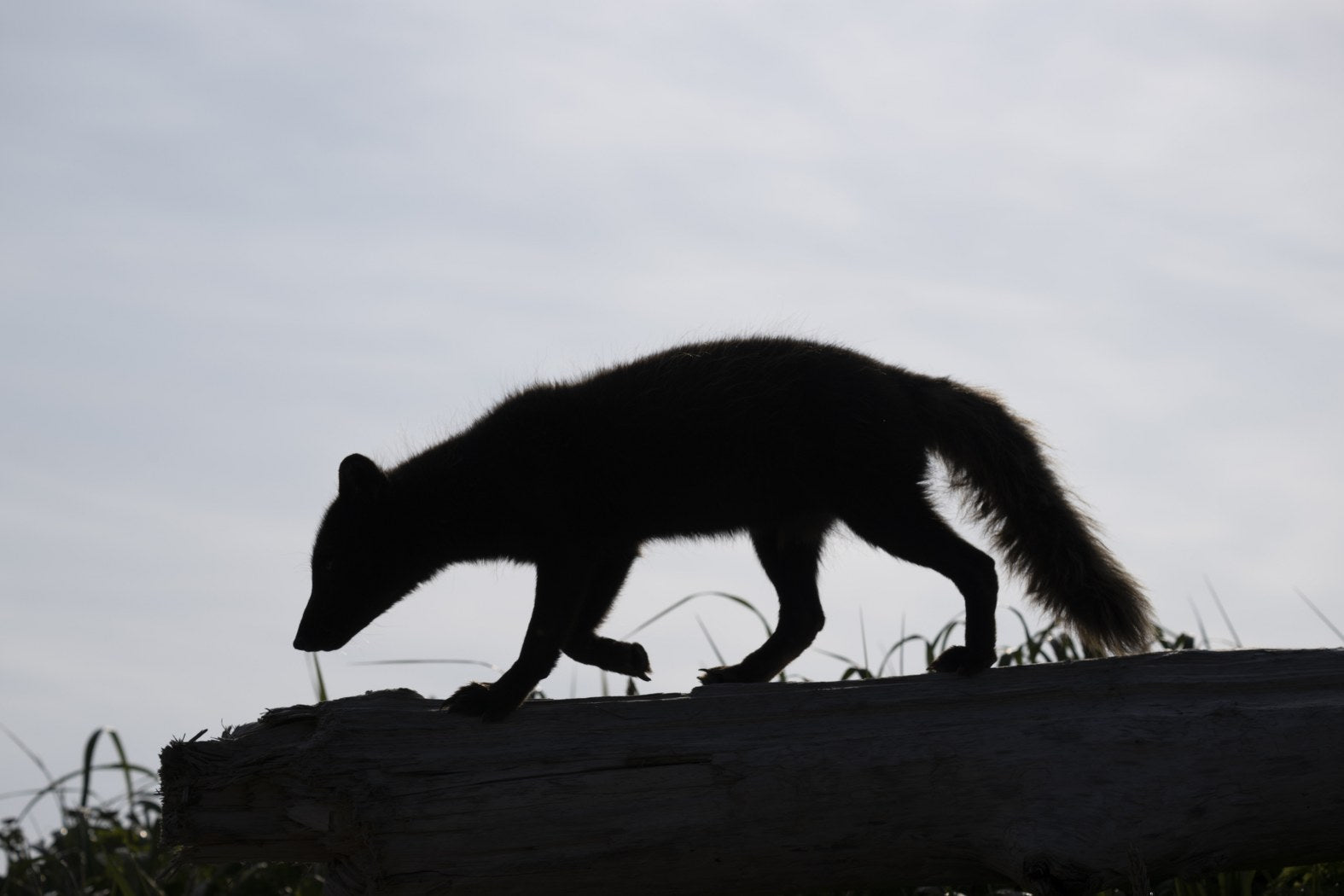 Quiet Prowl: Arctic Fox