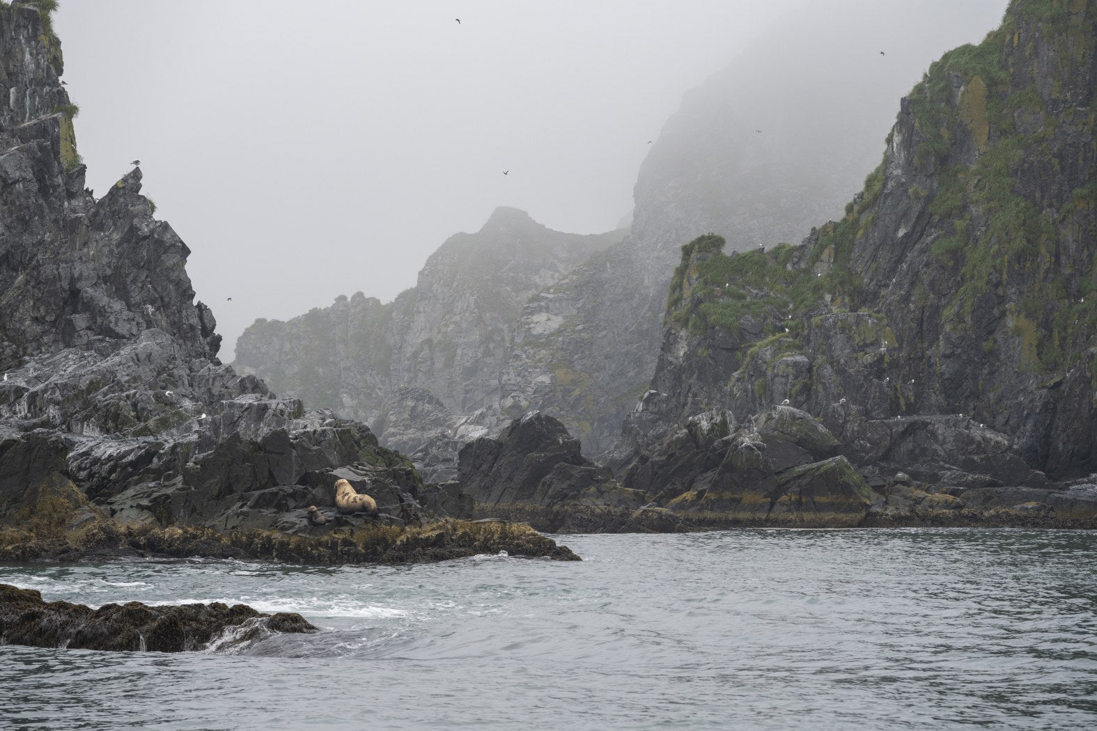 Fogbound Harbour