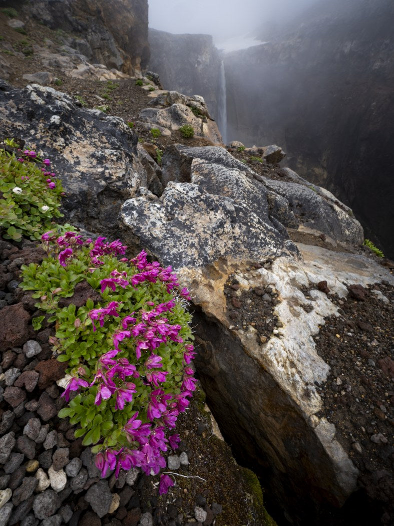 Blooms in the Mist