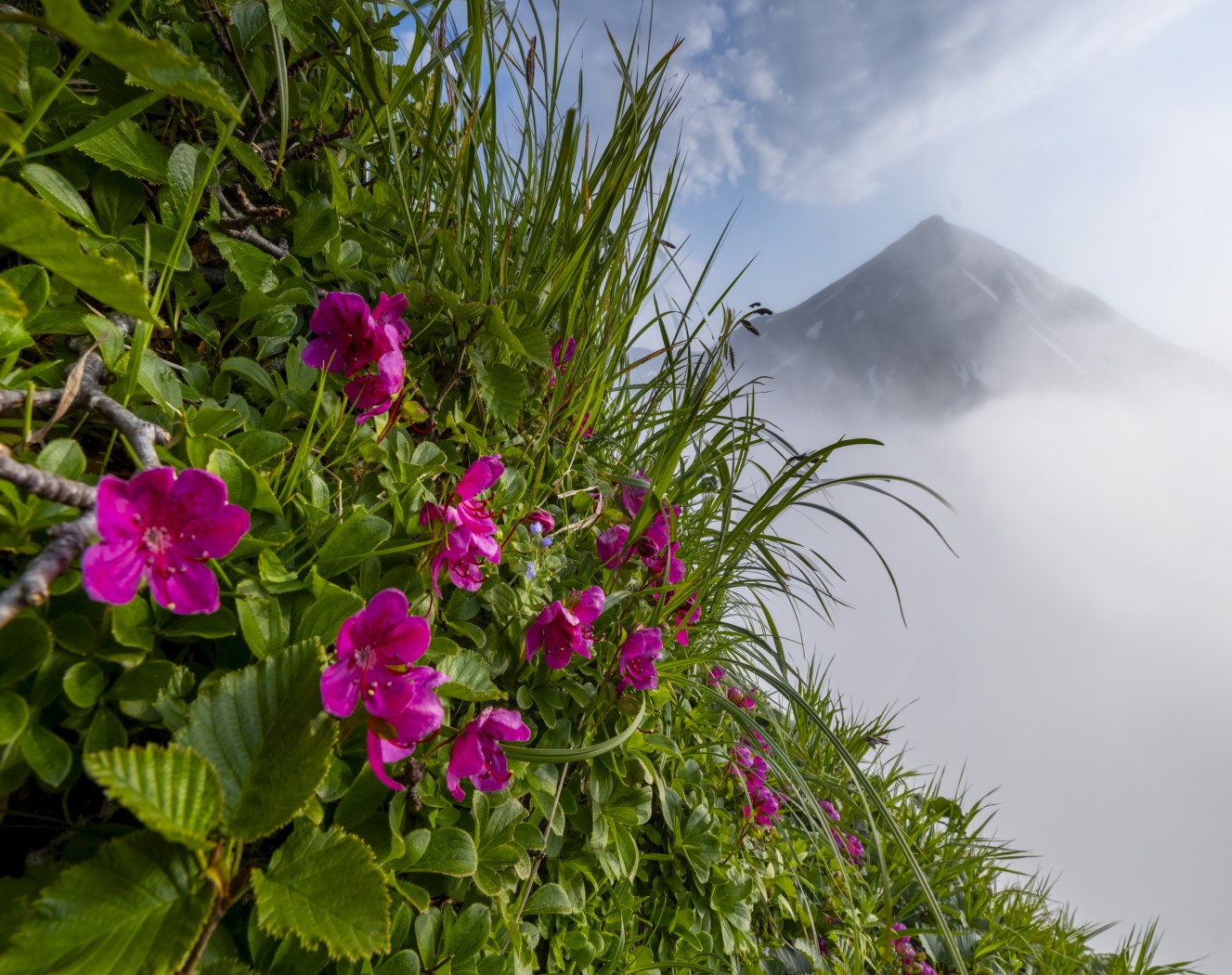 Blossoms Above the Mist